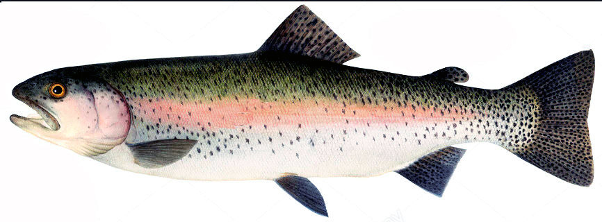 Oncorhynchus mykiss_08.jpg